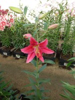 [4337 Rodina VZ No101.JPG]